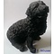 Castagna Bouvier des Flandres