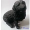 Castagna Bouvier des Flandres