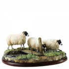 Border Fine Arts Black Face Ewes