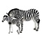 Country Artists Zebra and Fowl