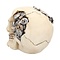Studio Collection Clockwork Cranium  Skull