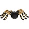 Studio Collection Tarantula - Copy