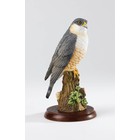 Border Fine Arts Sparrow Hawk