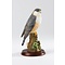 Border Fine Arts Sparrow Hawk