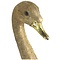 Studio Collection  Swan Head Wall Art