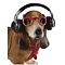 Studio Collection Dachshund Dog With Headphones (Tekkel)