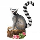 Country Artists Lemur (Maki)
