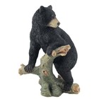 Studio Collection American Black Bear