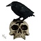 Studio Collection Raven on Skull