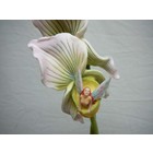 Sheila Wolk Orchideen Fairy