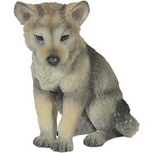 Studio Collection Wolf Cub (Bi-Coloured)