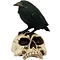 Studio Collection Raven on Skull