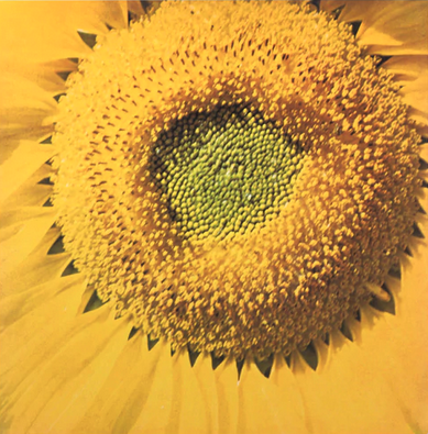 Mr Bongo Marcos Valle - Girassol