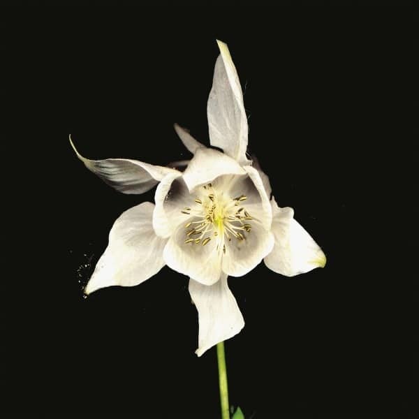 Temporary Residence Ltd. Fridge - Happiness (Anniversary Edition)