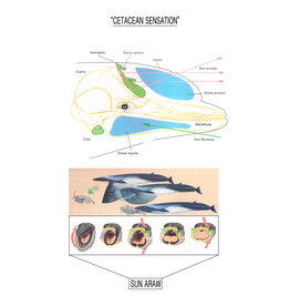 Discrepant Sun Araw - Cetacean Sensation