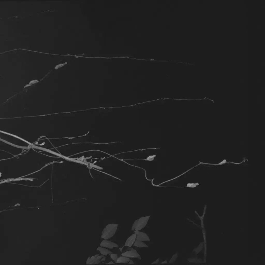 Modern Obscure Music Eiko Ishibashi / Jim O’Rourke / Tatsuhisa Yamamoto / Kei Matsumaru / Giovanni Di Domenico - Sakuraza