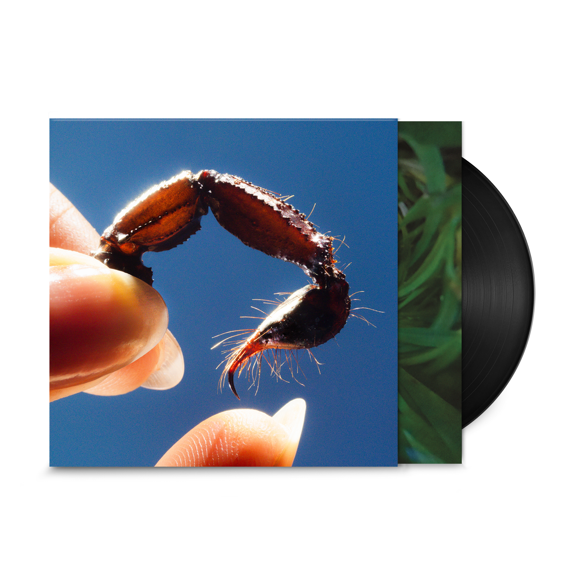 Warp Records Squid - Cowards