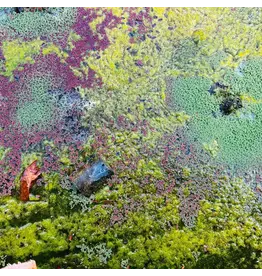 KEROXEN / Discrepant Rob Mazurek - Nestor's Nest