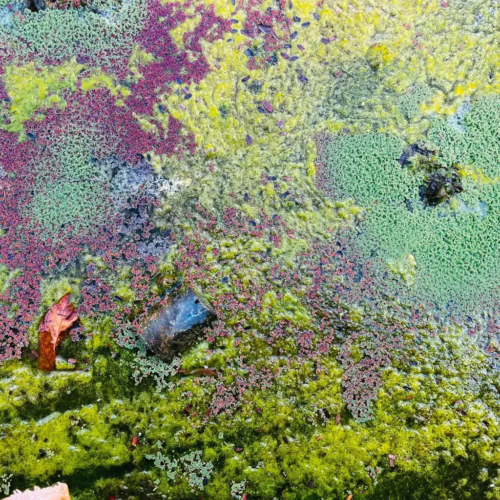 KEROXEN / Discrepant Rob Mazurek - Nestor's Nest