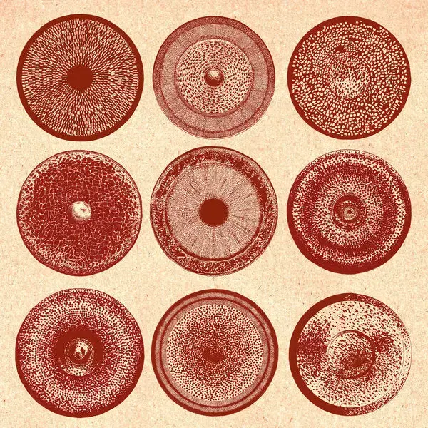 Black Truffle Ensemble Nist-Nah - Spilla