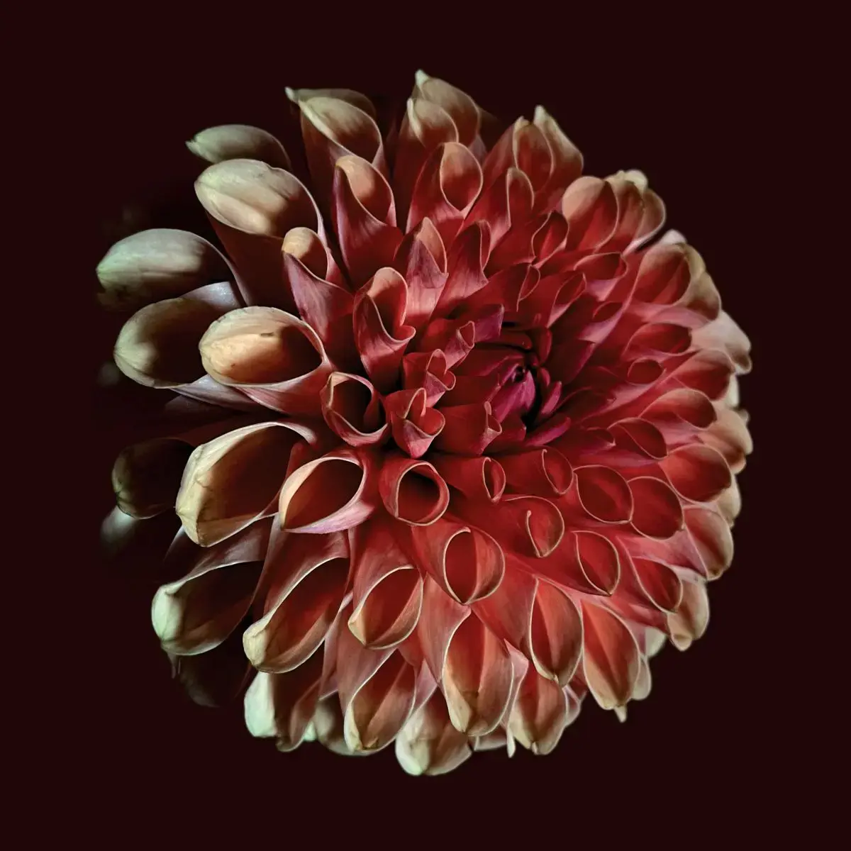 Constellation Jessica Moss - Unfolding