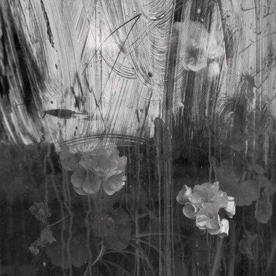 Pet Deaths - The Window (Part One)