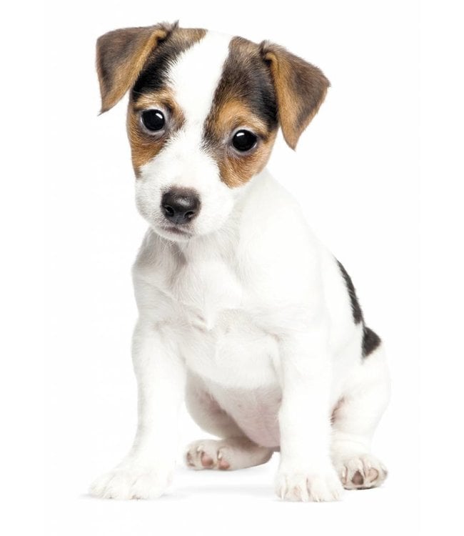 Wall sticker Jack Russel Puppy 12 x 20 cm - KEK Amsterdam