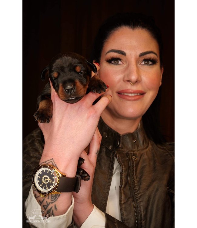 Dutch Master Marrón double plated yellow gold 3-hand 10 ATM