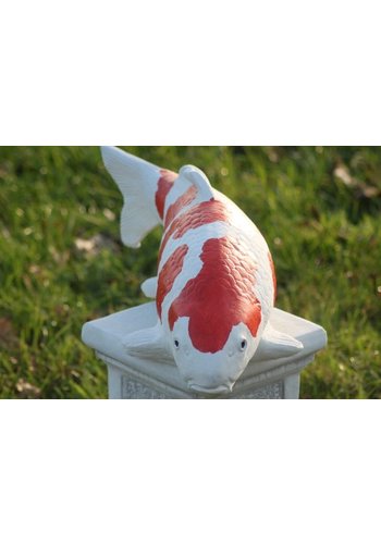 Betonnen beeld kohaku koi 