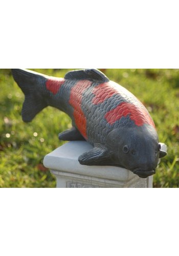 Betonnen beeld goshiki koi 