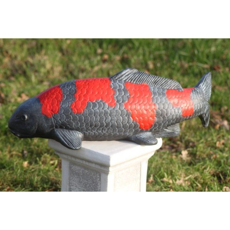 Goshiki koi van beton – Vijverbeeld-3