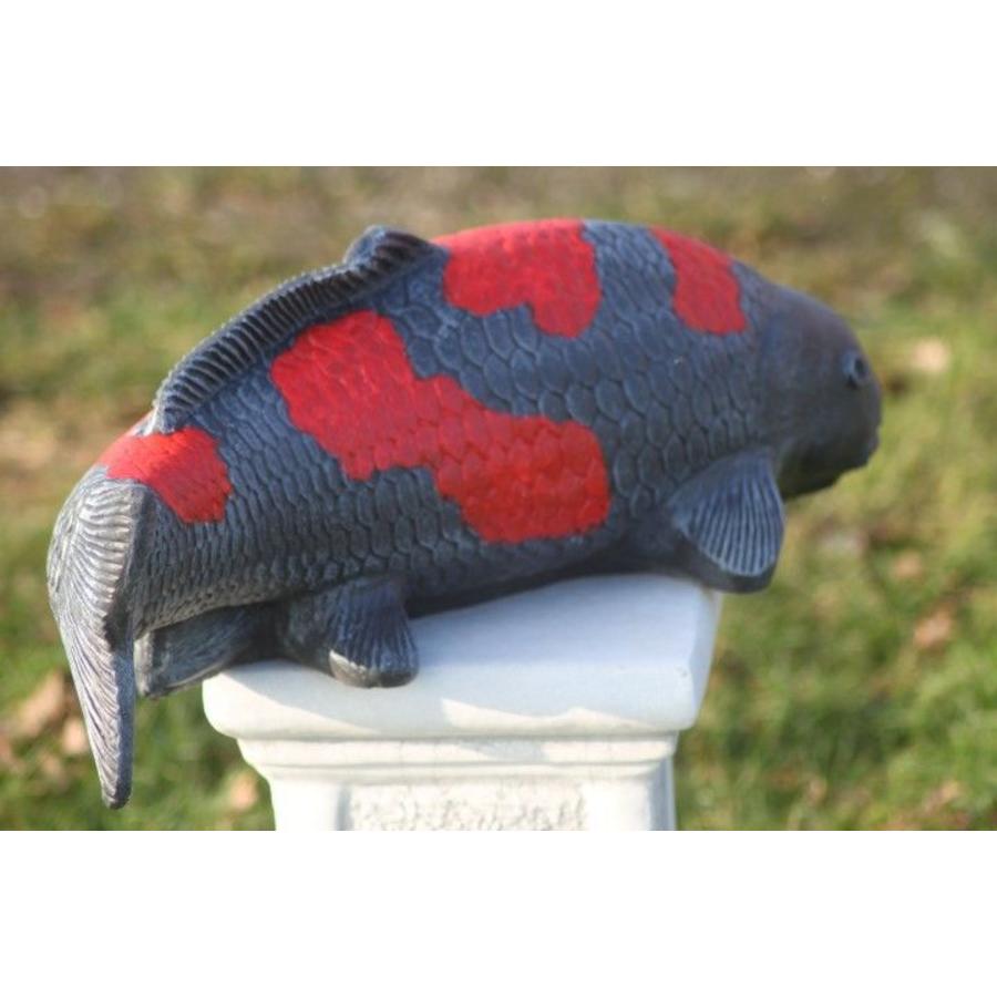 Goshiki koi van beton – Vijverbeeld-7