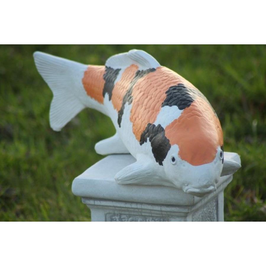 Showa koi in oranje van beton – Vijverbeeld-1