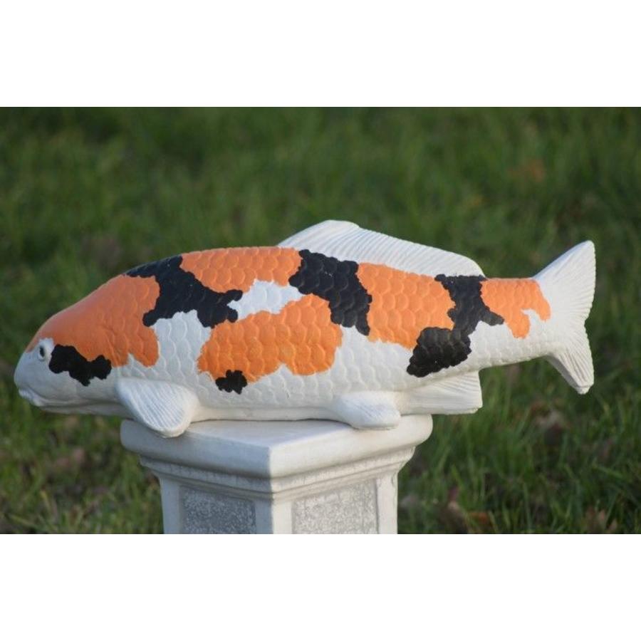 Showa koi in oranje van beton – Vijverbeeld-4