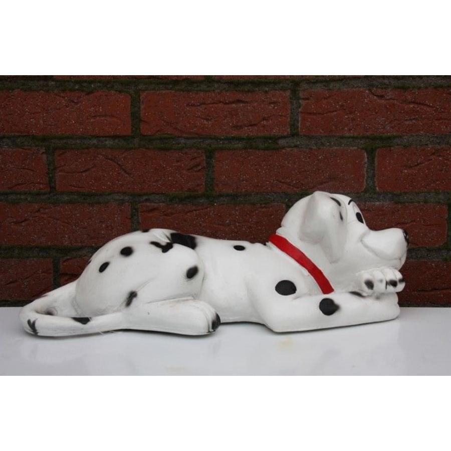 Dalmatiër spikkel hond-2