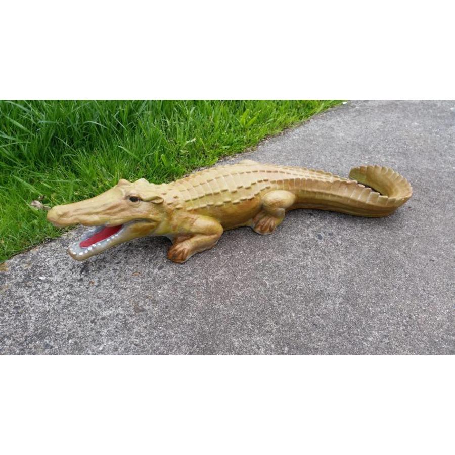 krokodil, Alligator of kaaiman-5