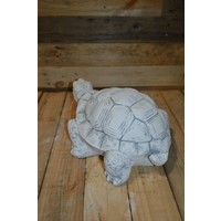 thumb-Schildpad-3