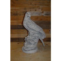 thumb-Arend of Adelaar op boomstronk zittend en speurend naar prooi-1