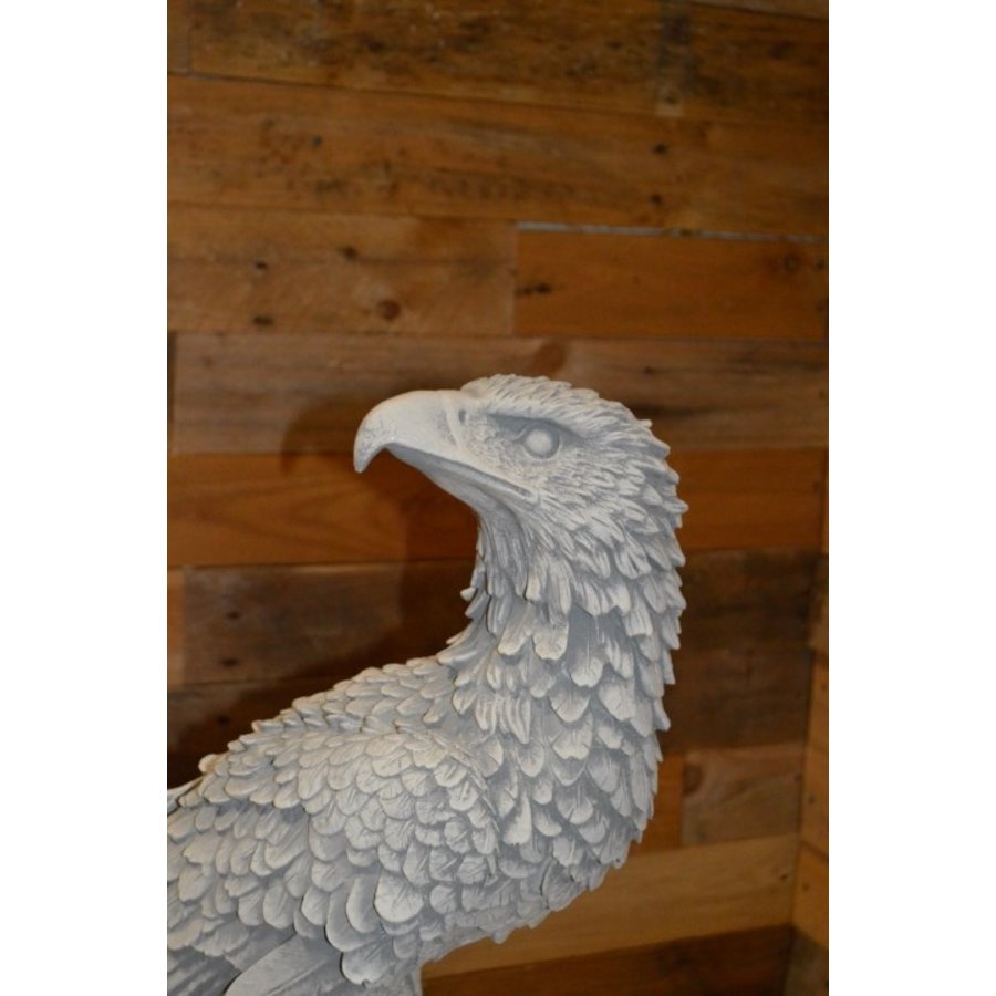 Arend of adelaar op boomstronk kijkend over zijn schouder-3