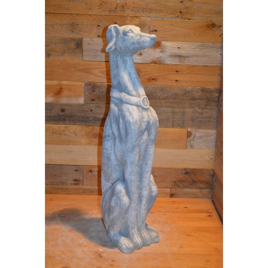 Galgo Greyhound of hazewind hond-6