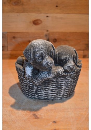 Puppy’s in plantenbakje 