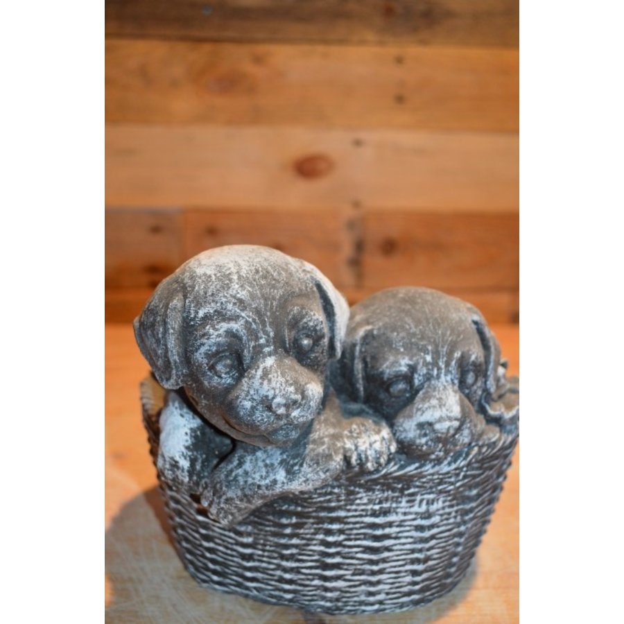 Betonnen puppy’s in decoratief plantenbakje – leuk voor binnen en buiten-5