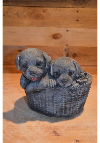 Puppy’s in plantenbakje showmodel 