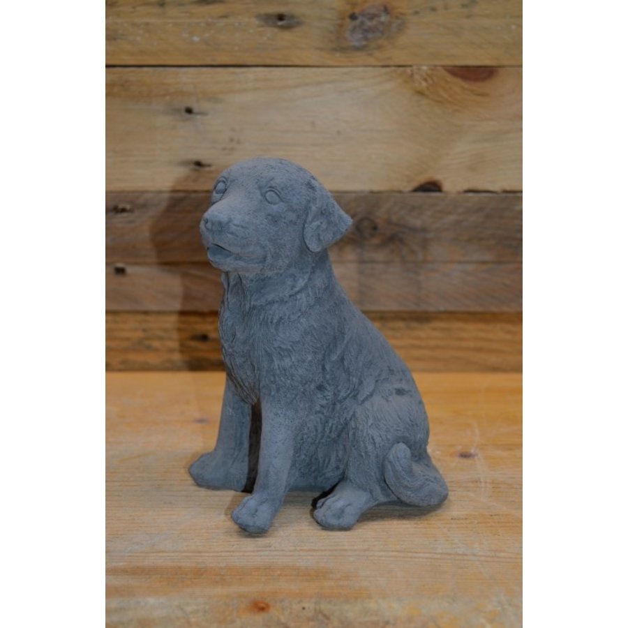 Zittende Labrador hond-1