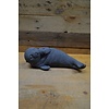 LoodsVol, Tuinbeelden Schattige betonnen zeehond – liggend beeld voor vijverrand of tuin
