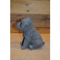 thumb-Schnauzer hond-3