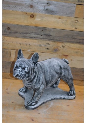 Betonnen beeld Franse bulldog 