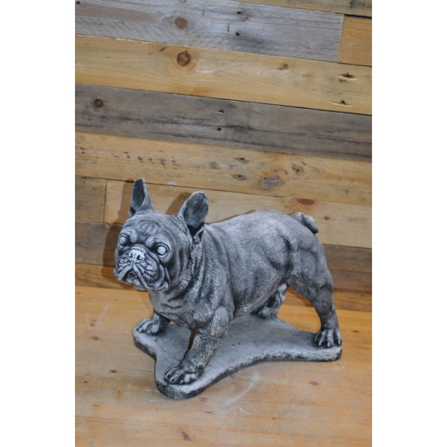 Betonnen Franse bulldog – tuinbeeld of herdenkingsbeeld voor hond-1
