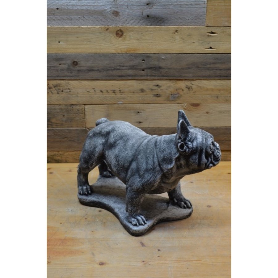 Betonnen Franse bulldog – tuinbeeld of herdenkingsbeeld voor hond-3