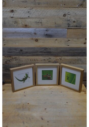 Dieren schilderijtjes set van 3 
